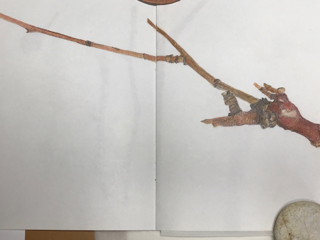 american-sycamore-with-brooming-2