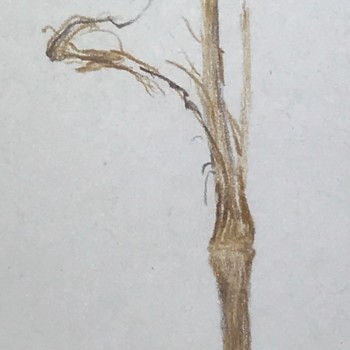 blue-flag-iris-seedpod-detail-leaf