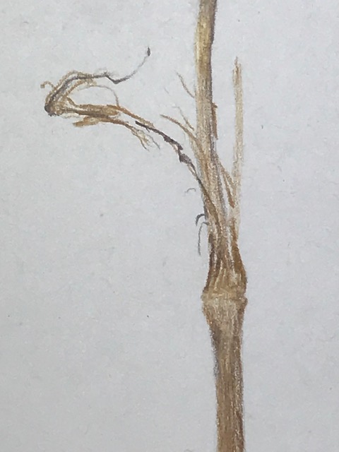 blue-flag-iris-seedpod-detail-leaf