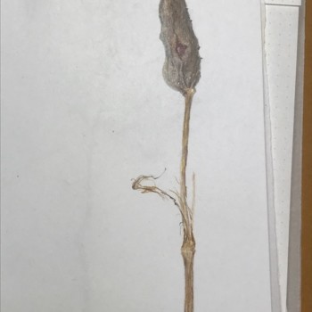 blue-flag-iris-seedpod