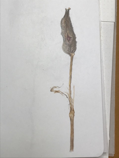 blue-flag-iris-seedpod