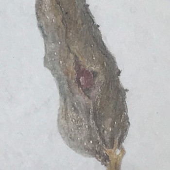 blue-flag-iris-seedpod-detail