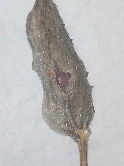 blue-flag-iris-seedpod-detail