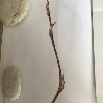 serviceberry-budding-twig