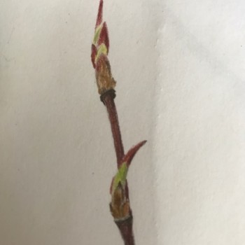 serviceberry-budding-twig-detail