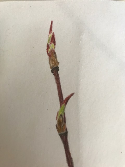 serviceberry-budding-twig-detail