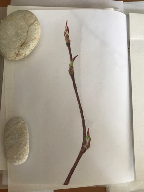 serviceberry-budding-twig
