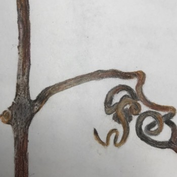 wild-grape-twig-1-detail