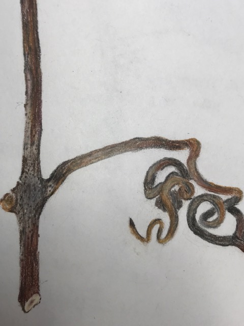 wild-grape-twig-1-detail