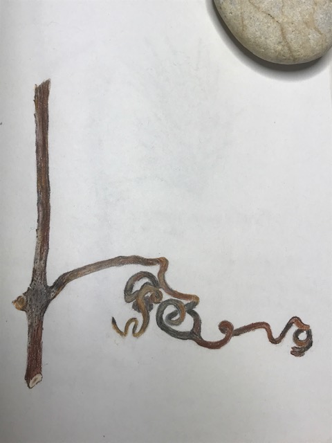 wild-grape-twig-1