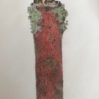 winter-branch-and-lichen-1