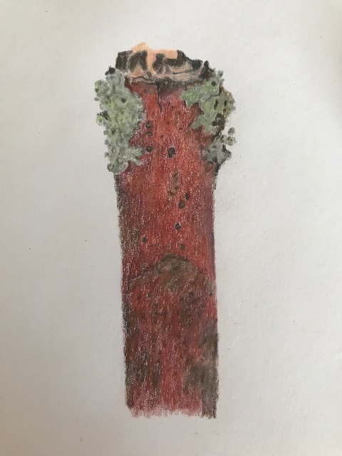 winter-branch-and-lichen-1