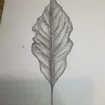 leaf-lilac