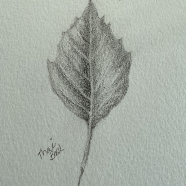 Leaf. Thai Basil 