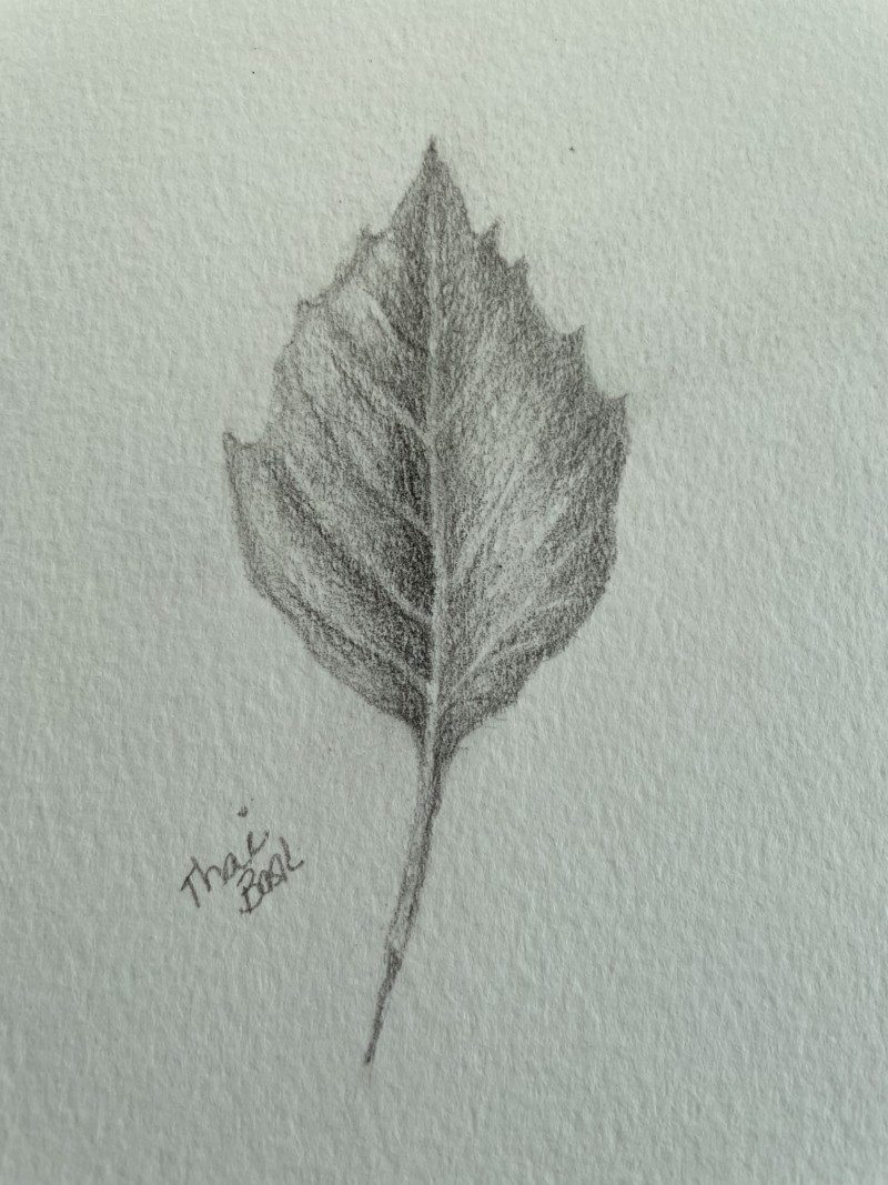 leaf-thai-basil