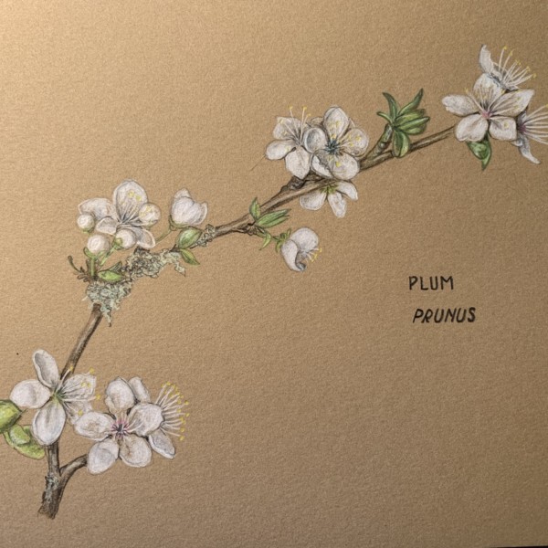 Plum blossom