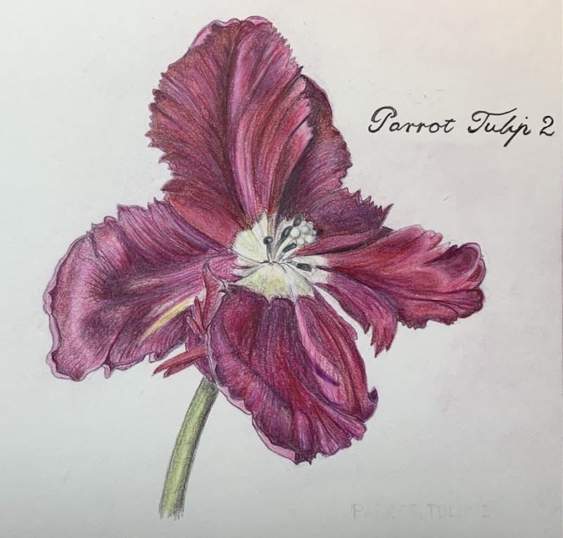 parrot-tulip-4