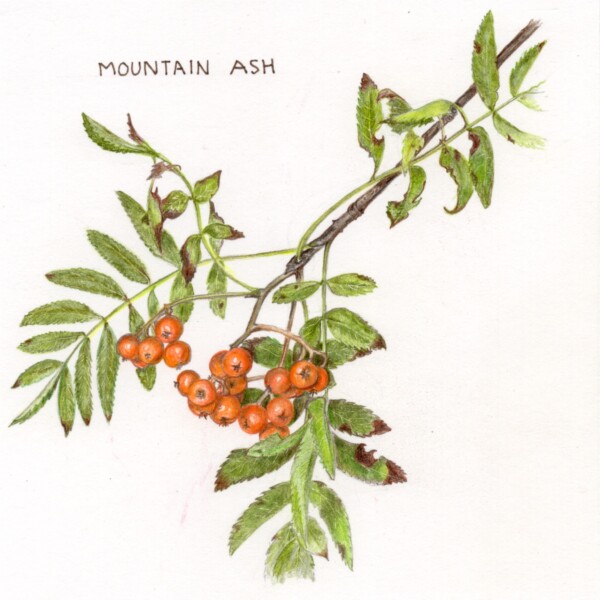 Mountain Ash