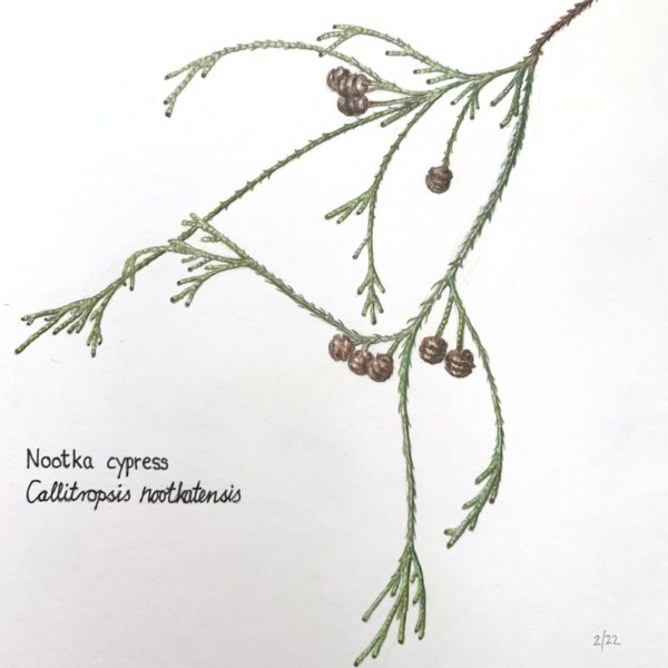 Nootka cypress