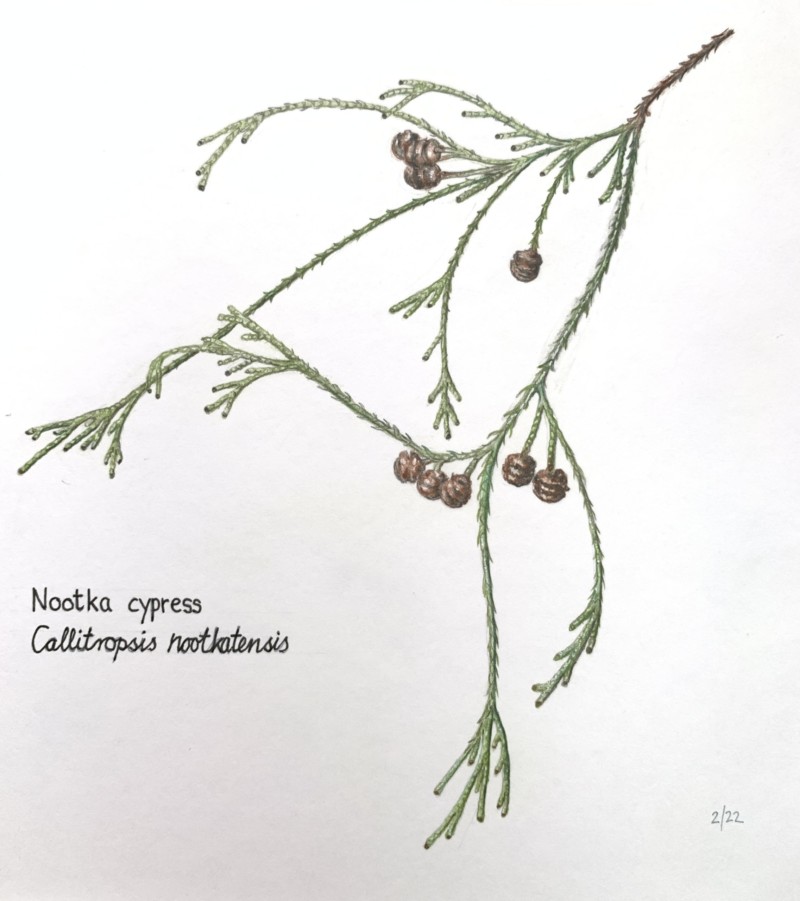 nootka-cypress