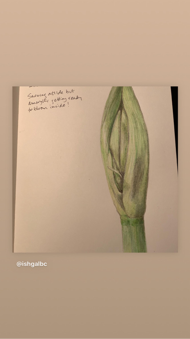 amaryllis-bud