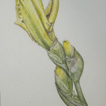 yellow-iris-bud