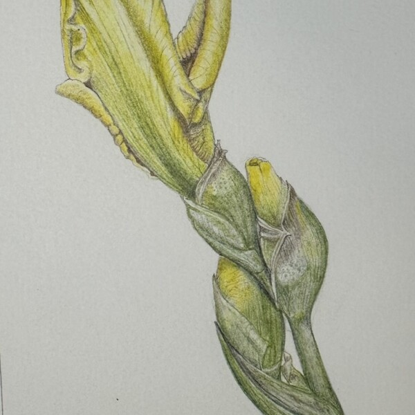 Yellow iris bud
