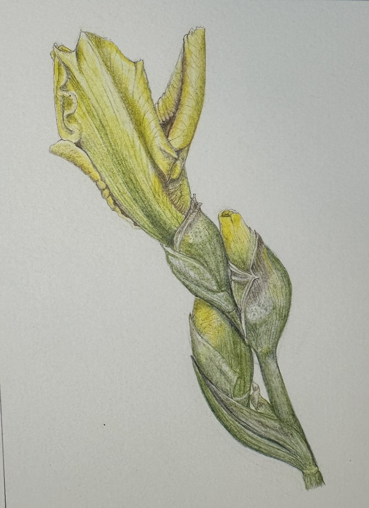 yellow-iris-bud