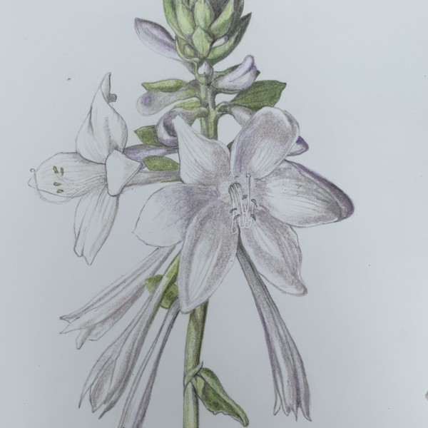 Hosta plantaginea