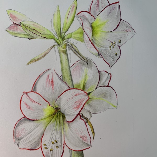 Amaryllis