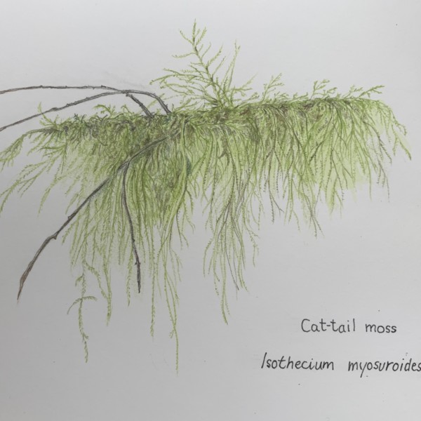 Cat-tail moss