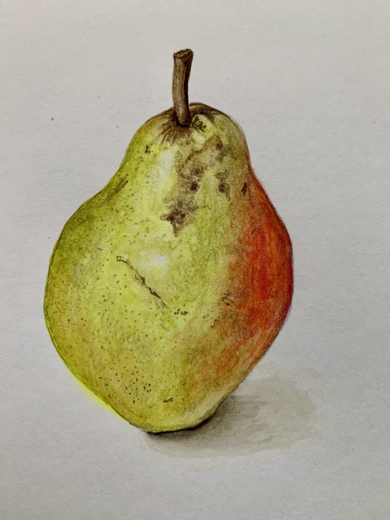 zoom-watercolour-pear-enhanced-with-pencil