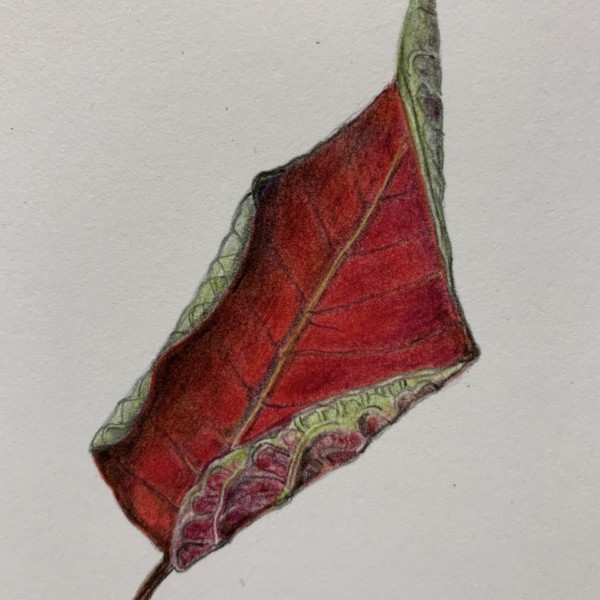 Dying poinsettia leaf