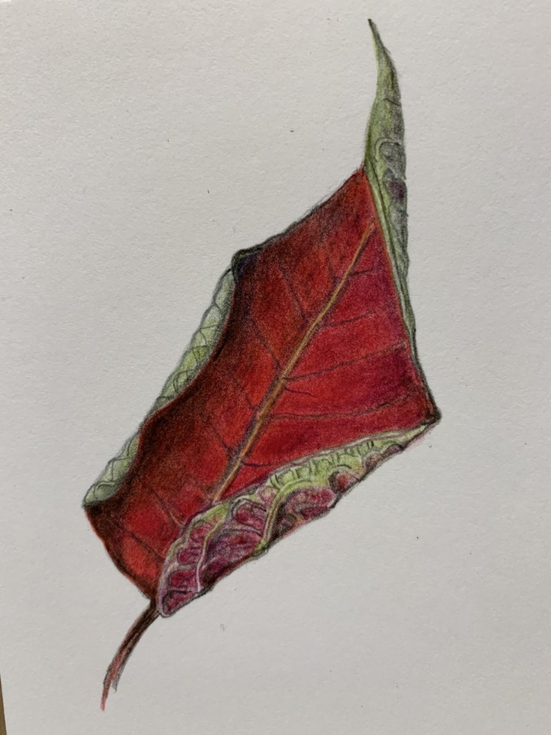 dying-poinsettia-leaf