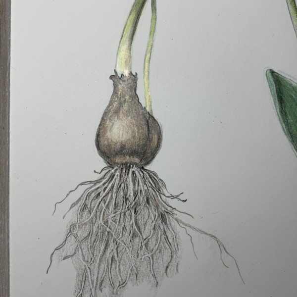 Snowdrop bulb