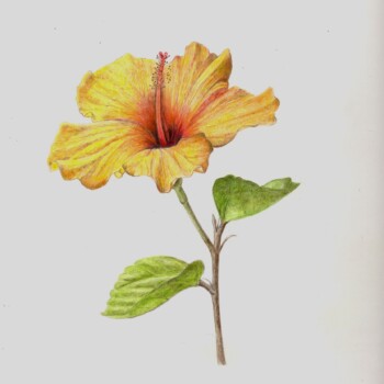 hibiscus-yellow