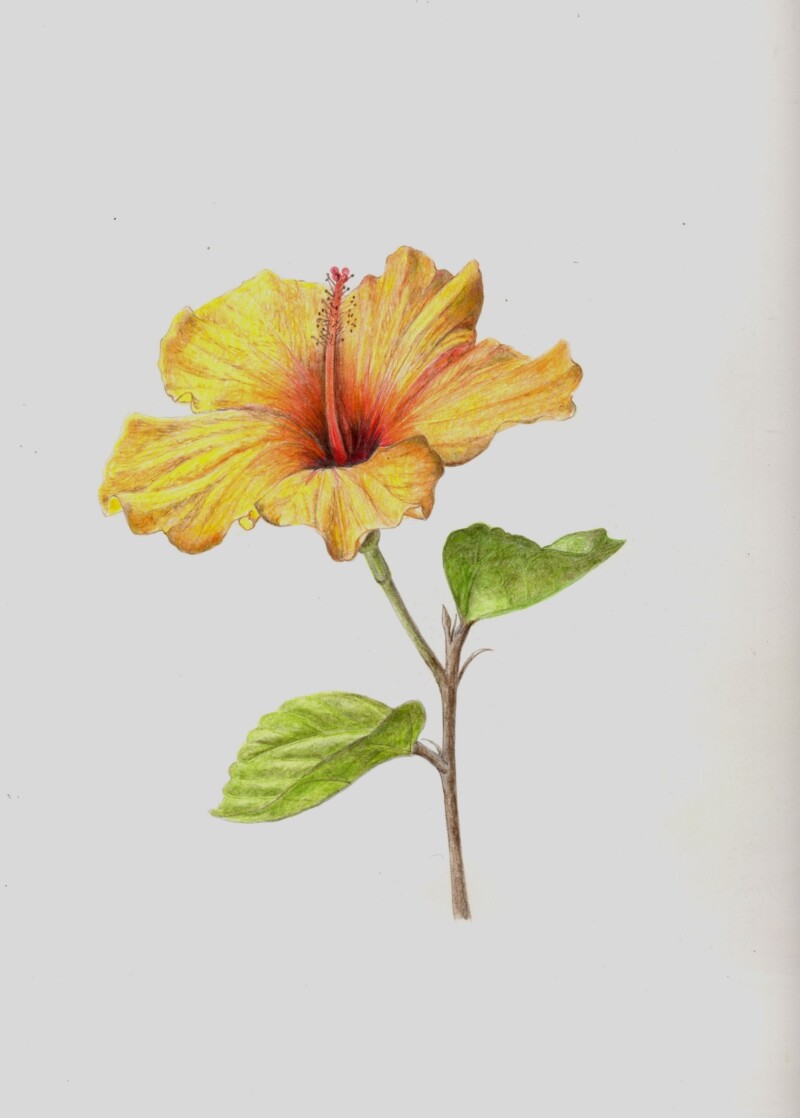 hibiscus-yellow