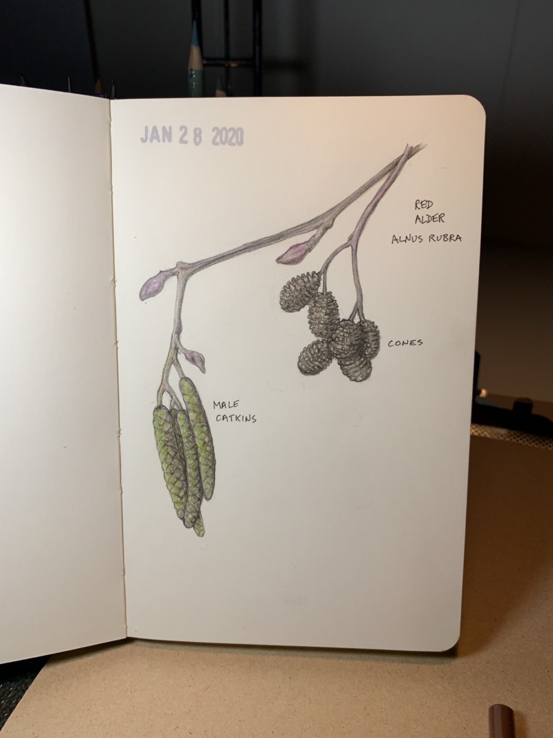 red-alder-in-winter