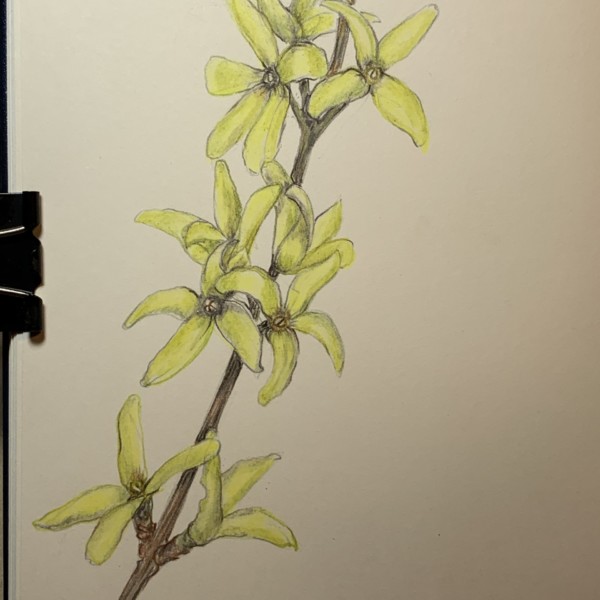 Forsythia