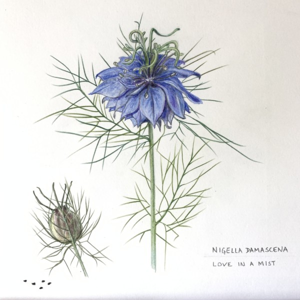Nigella damascena with seed pod