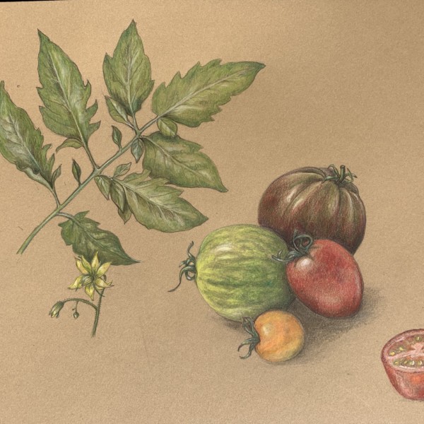 zoom tomatoes