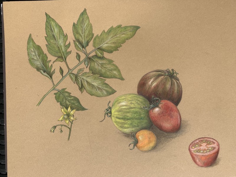 zoom-tomatoes