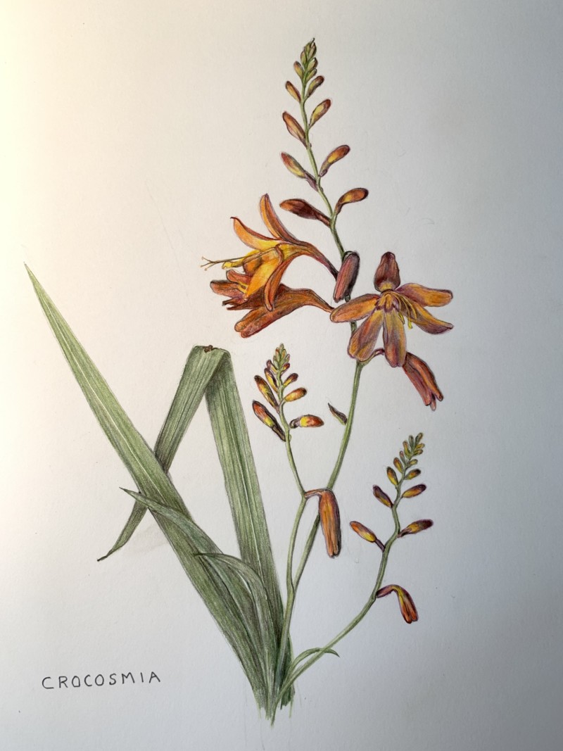 crocosmia