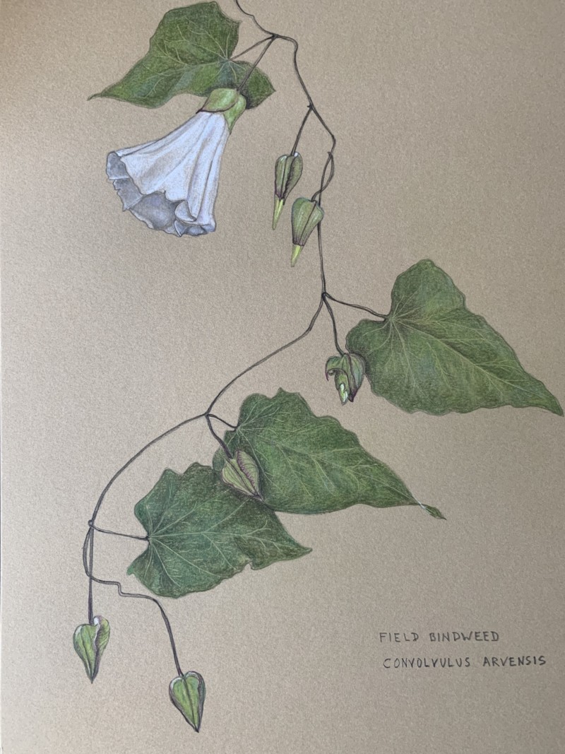 bindweed