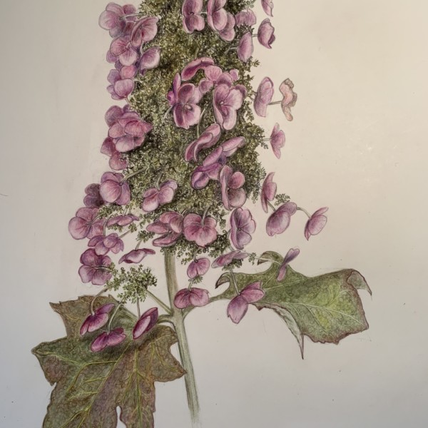 Oakleaf Hydrangea 2