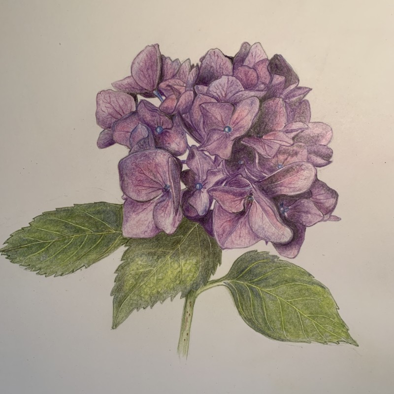 hydrangea-4