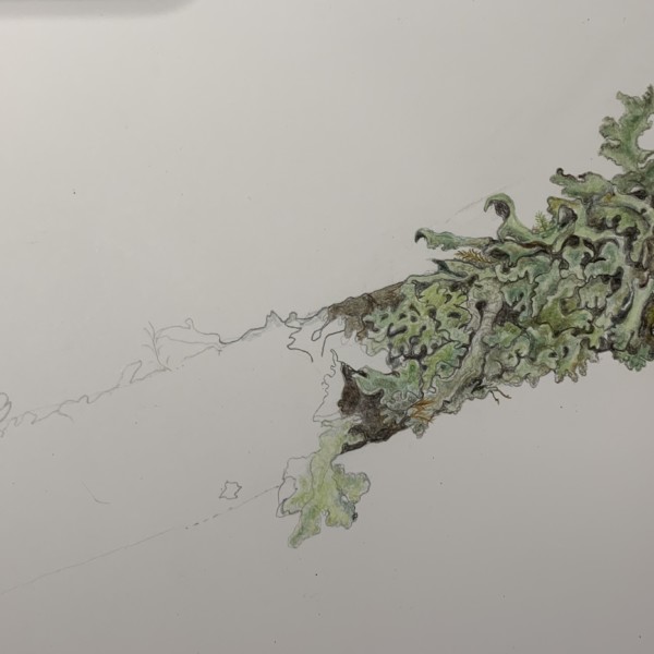 branch with lichen and moss  