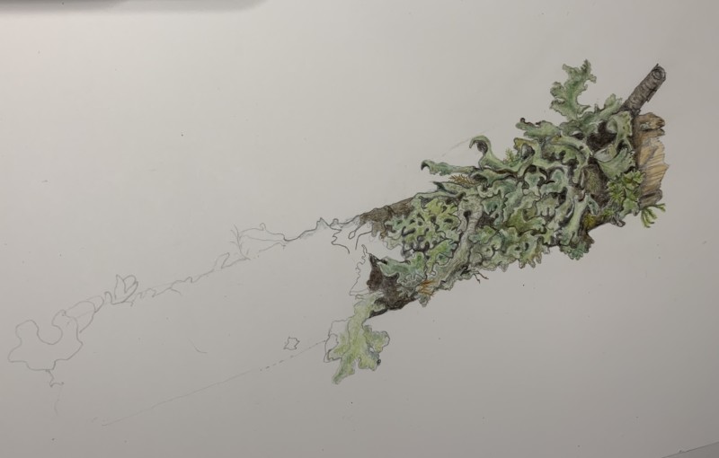 branch-with-lichen-and-moss