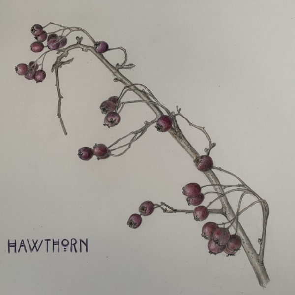 Common Hawthorne branch