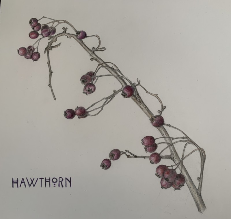 common-hawthorne-branch